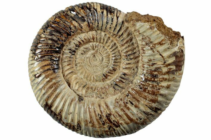 Jurassic Ammonite (Perisphinctes) - Madagascar #227483